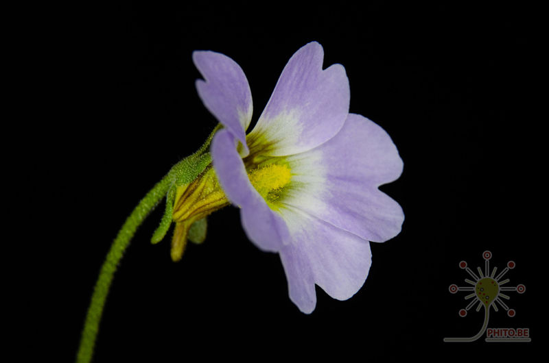Pinguicula primuliflora