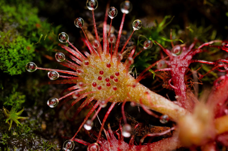 Drosera kaieteurensis