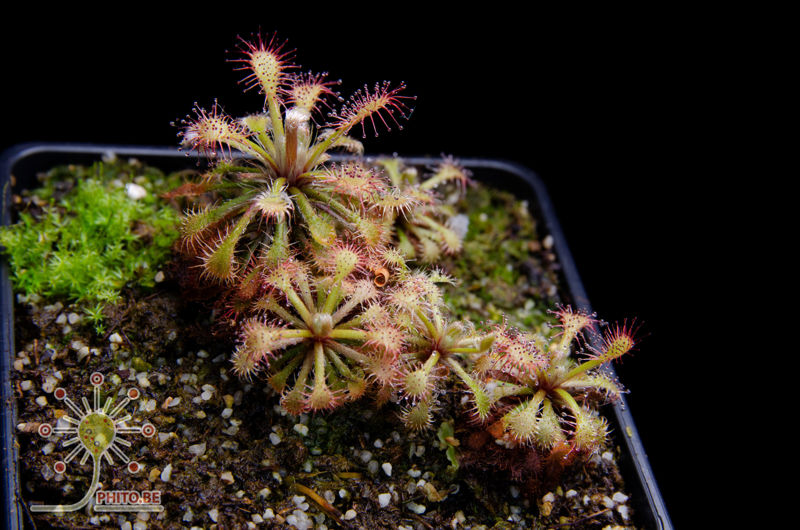 Drosera roraimae