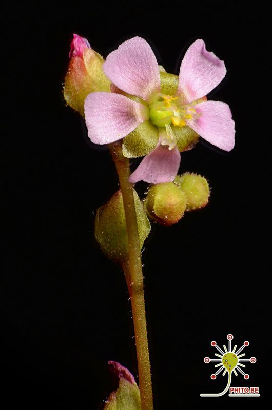 Drosera riparia