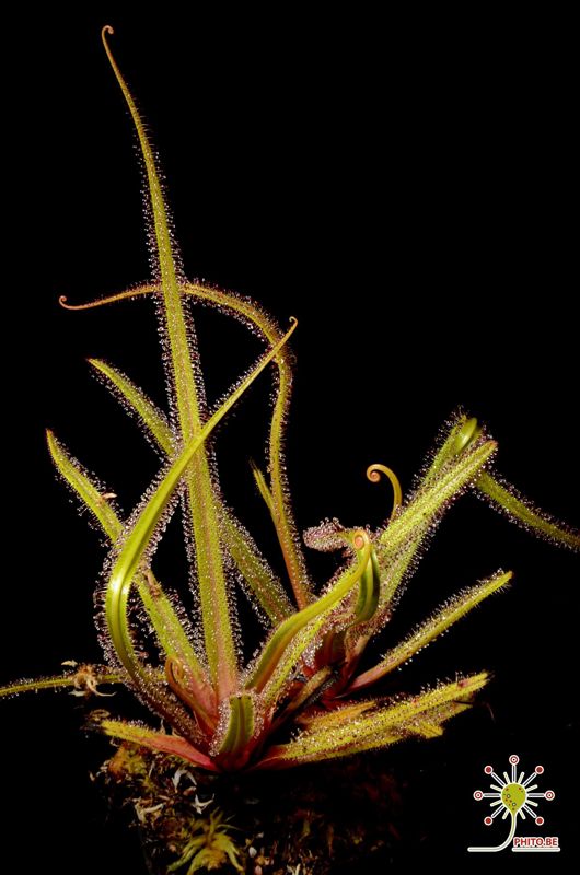 Drosera regia