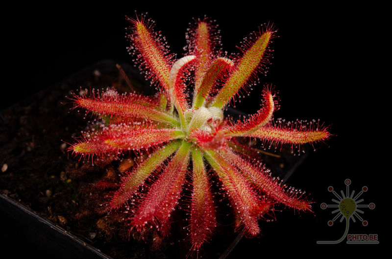 Drosera graomogolensis