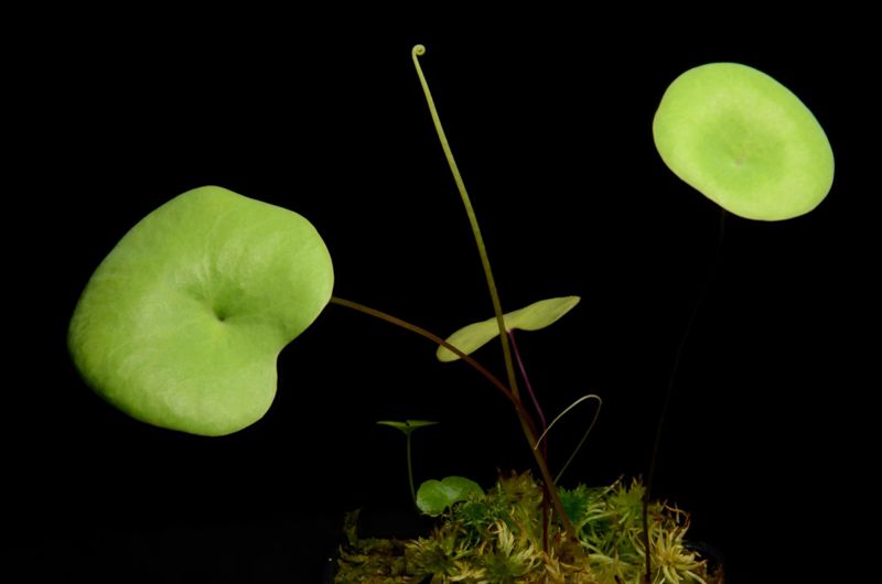 Utricularia nelumbifolia