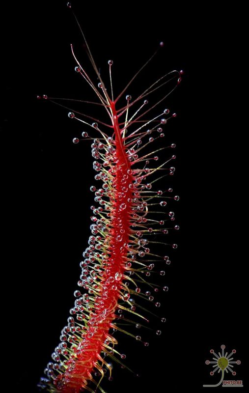 Drosera binata “Golden Green”