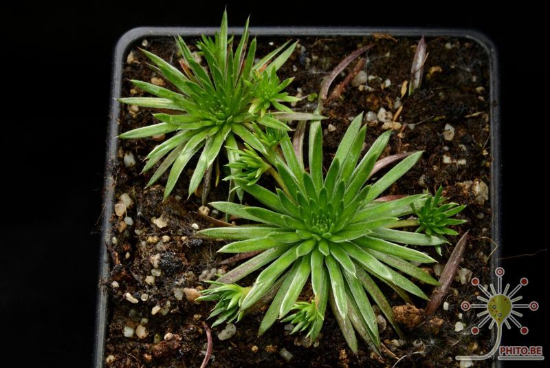 Stylidium corymbosum