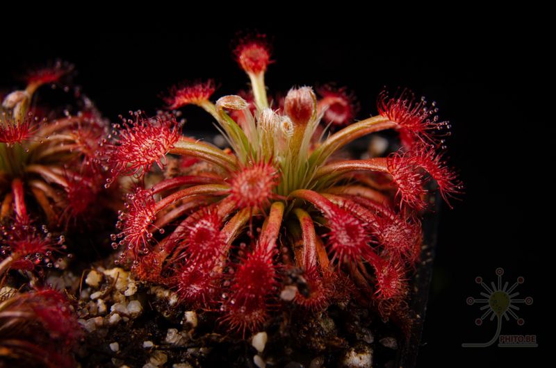 Drosera solaris