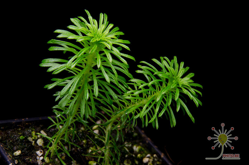 Stylidium adnatum
