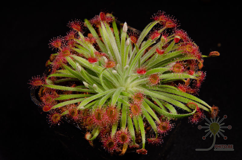 Drosera ordensis