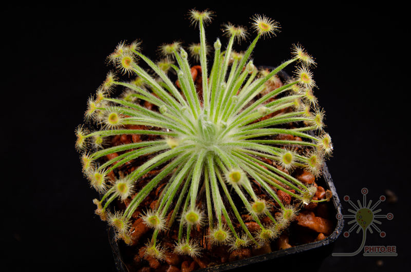 Drosera broomensis