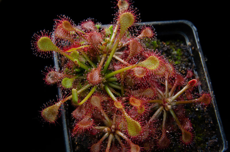 Drosera capillaris