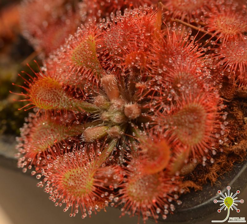 Drosera tokaiensis