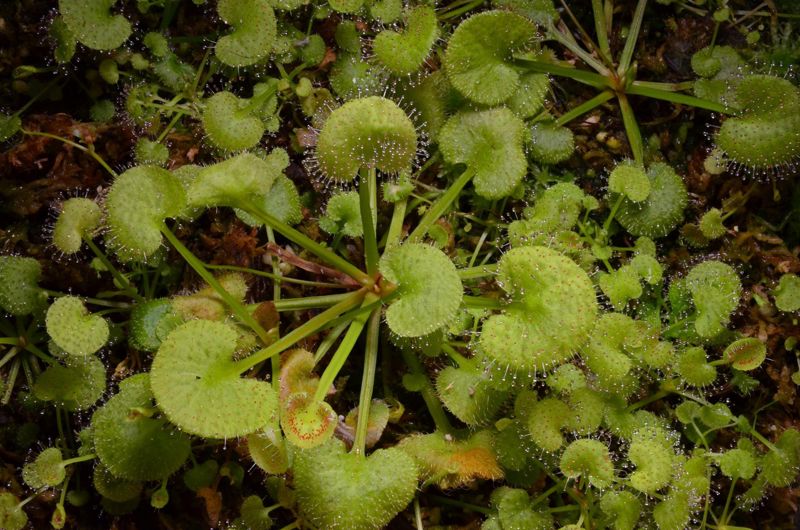Drosera prolifera