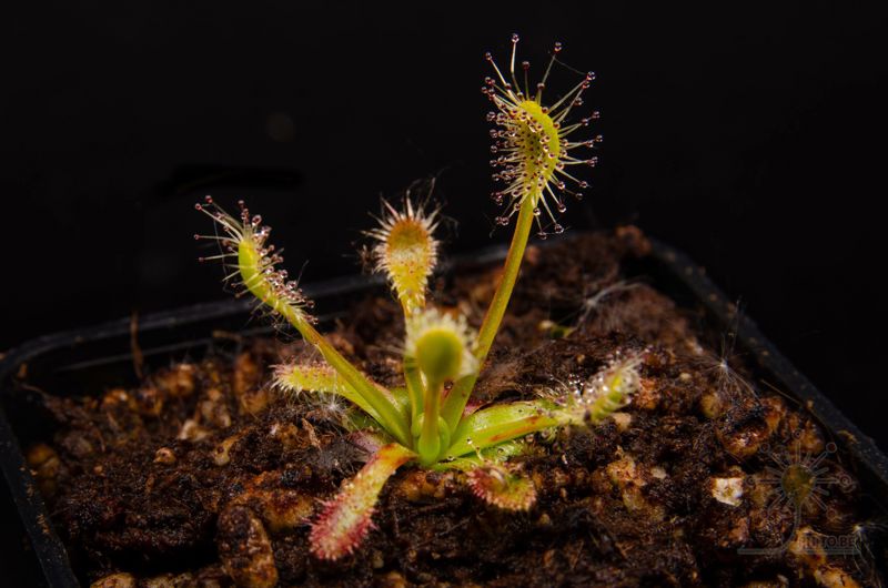 Drosera stenopetala