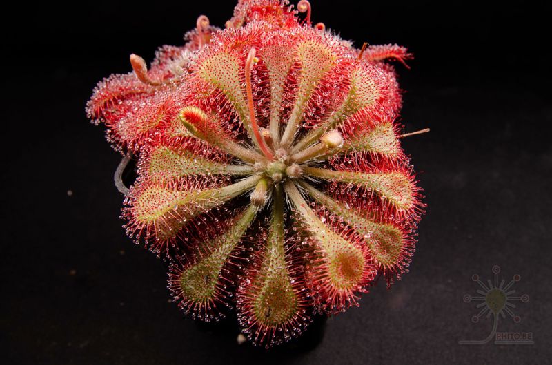 Drosera spatulata