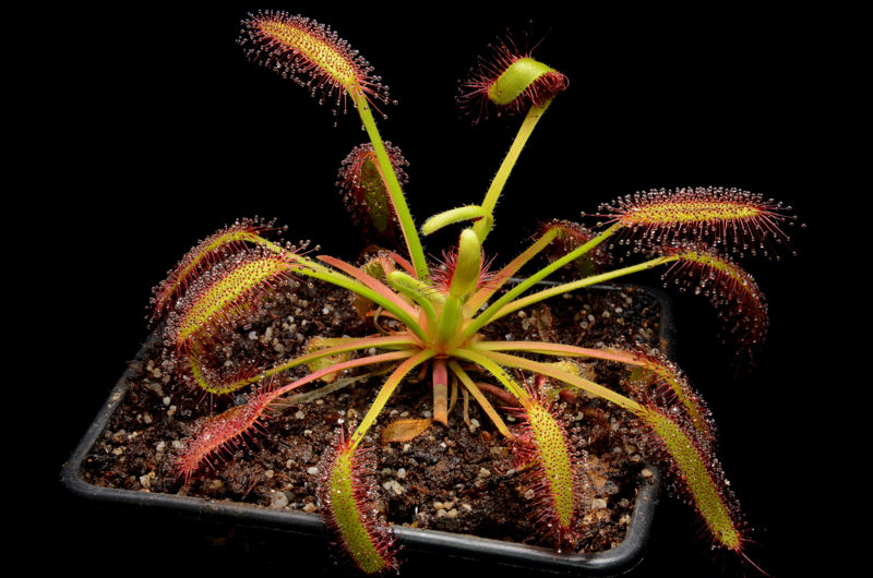 Drosera capensis “Droopy”