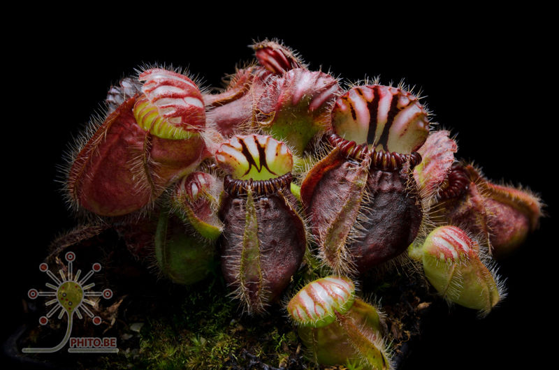 Cephalotus follicularis