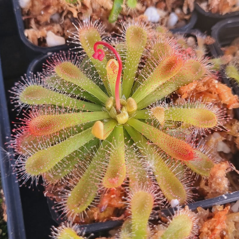 Drosera aff. esterhuyseniae