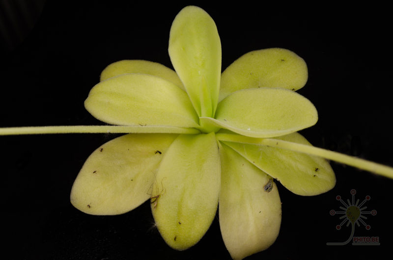 Pinguicula gigantea