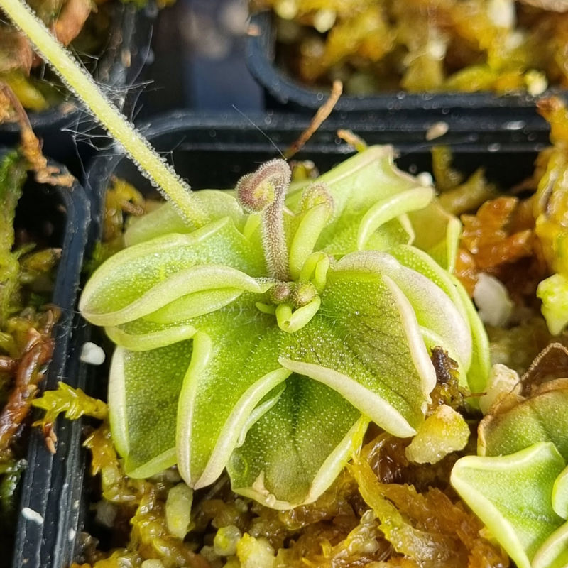 Pinguicula pumila var. buswellii