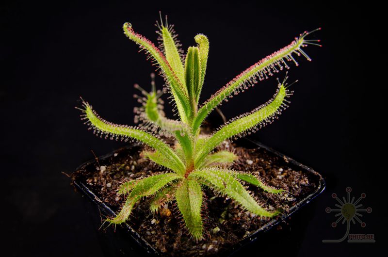 Drosera cistiflora