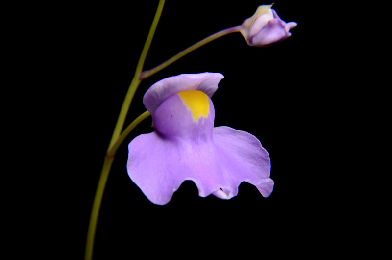 Utricularia longifolia