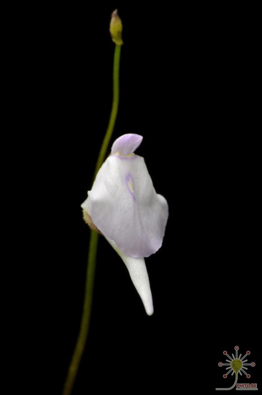 Utricularia pubescens