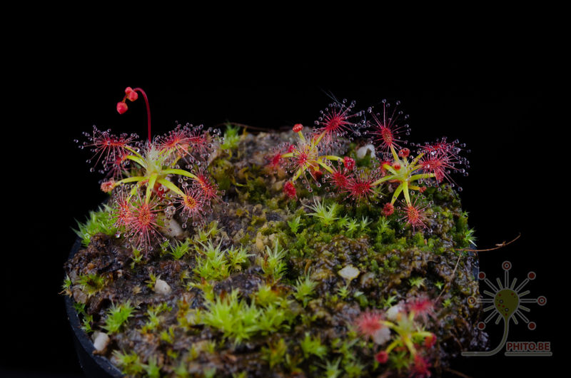 Drosera enodes