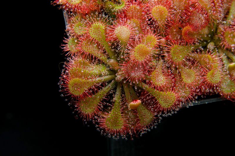 Drosera tokaiensis