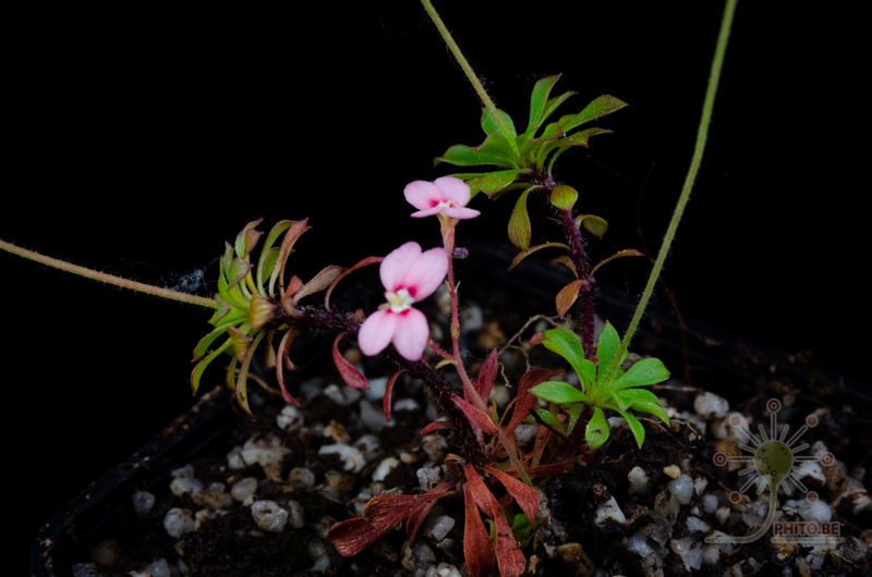 Stylidium irenae