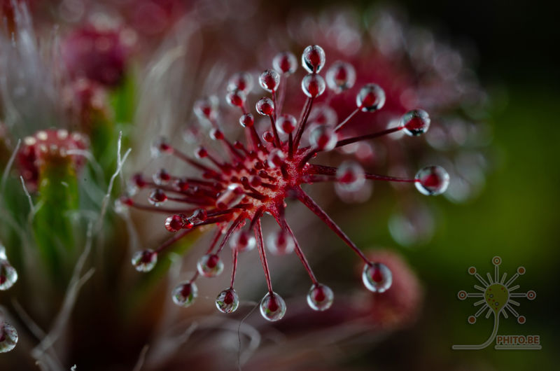Drosera meristocaulis