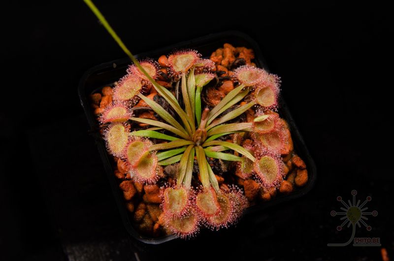 Drosera kenneallyi