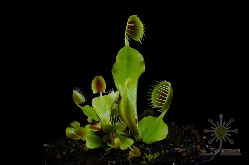 Dionaea muscipula “Cupped traps”