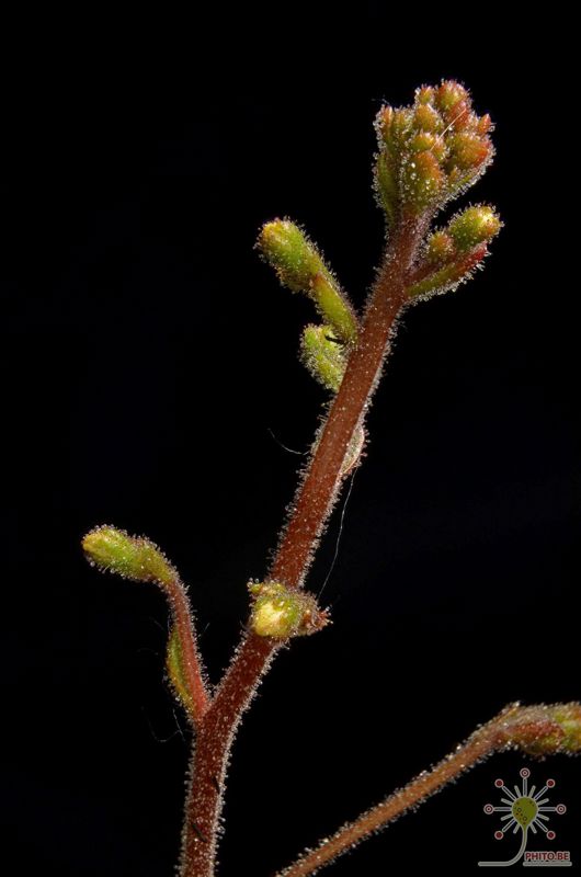 Stylidium assimile