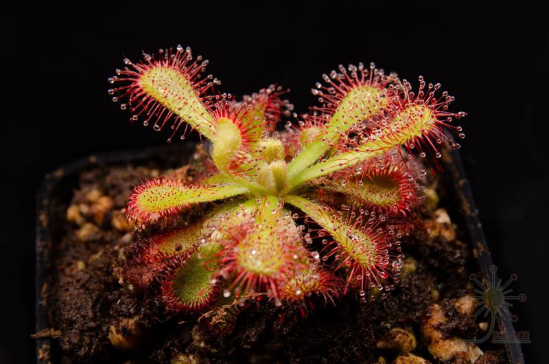 Drosera venusta