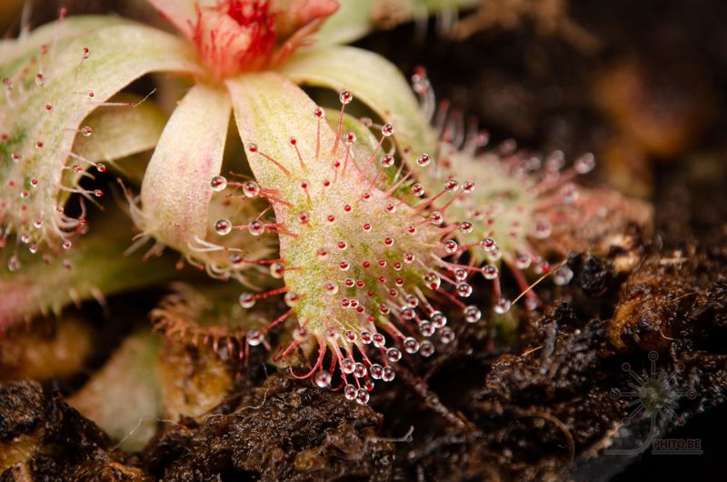 Drosera slackii
