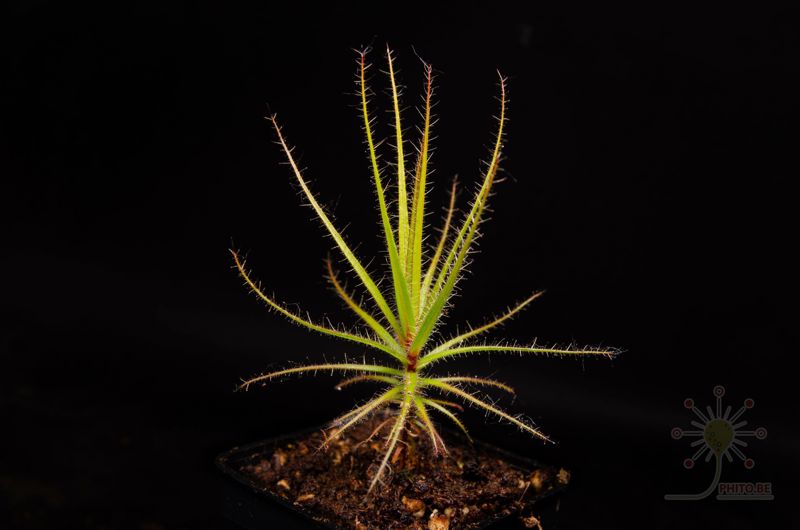 Roridula gorgonias