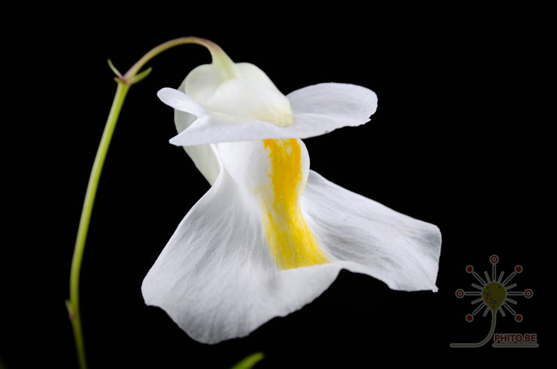 Utricularia alpina