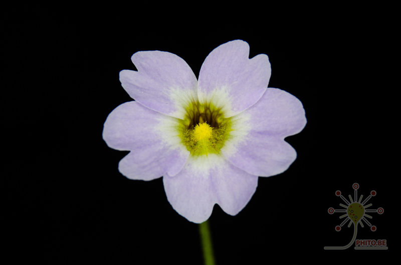 Pinguicula primuliflora