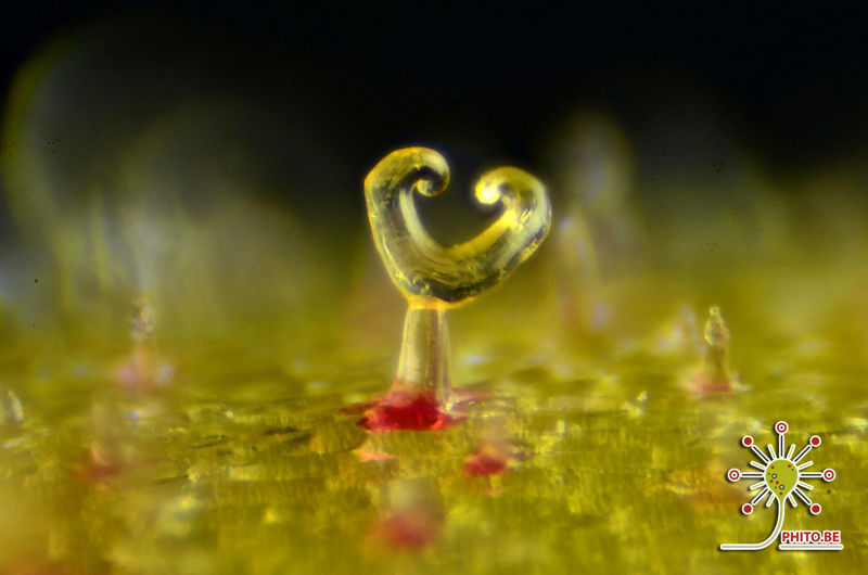 Drosera serpens