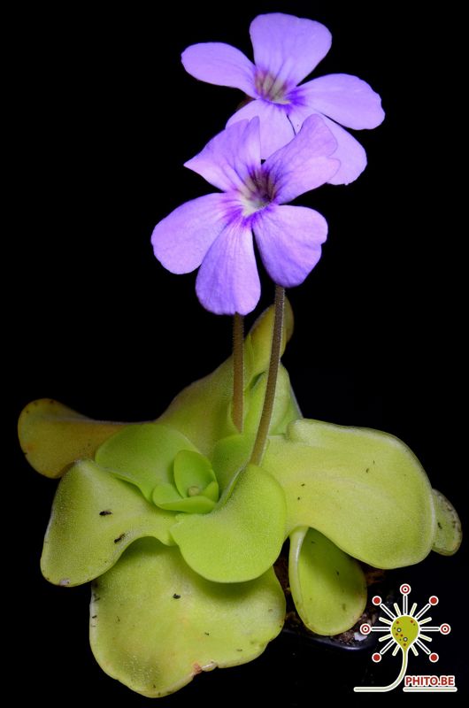Pinguicula x “Tina”