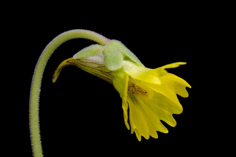 Pinguicula lutea