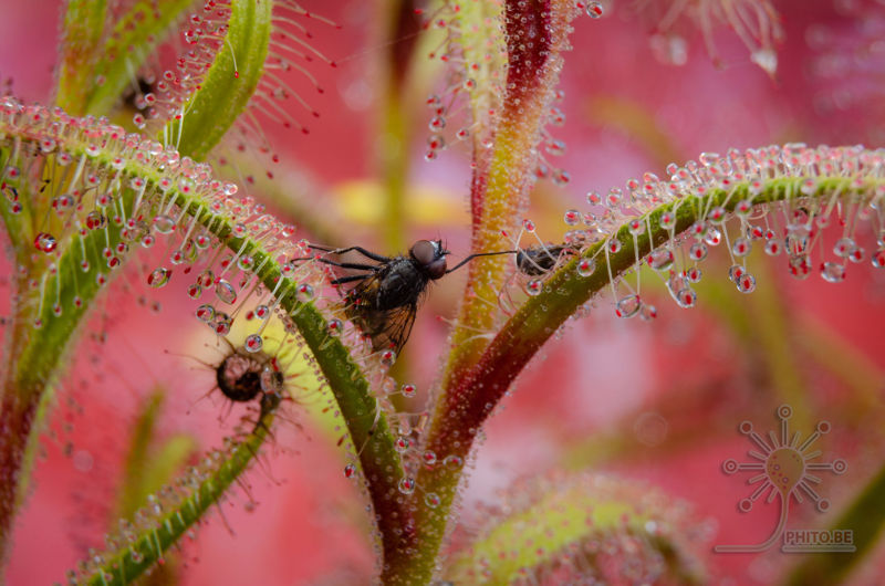 Drosera cistiflora