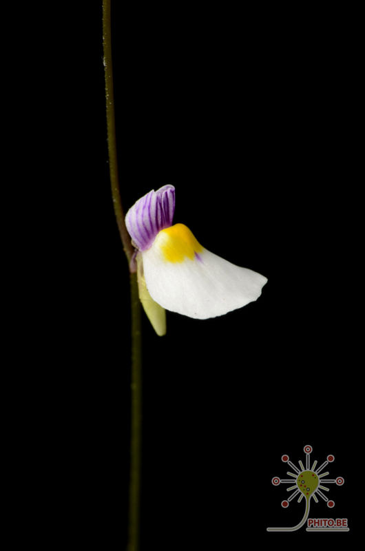 Utricularia parthenopipes
