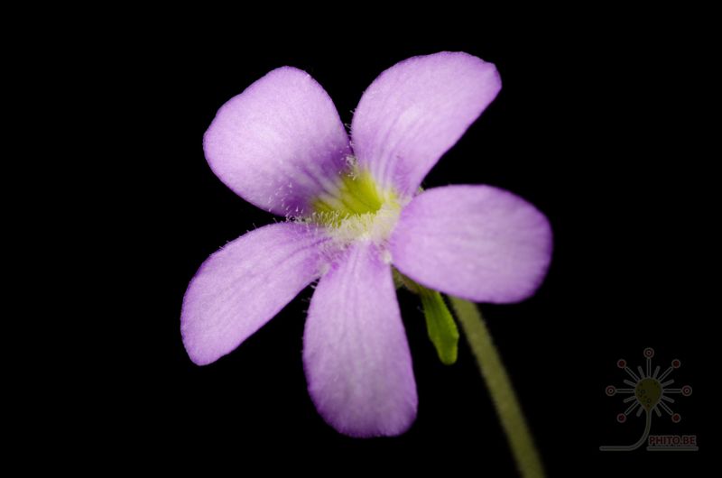 Pinguicula gigantea