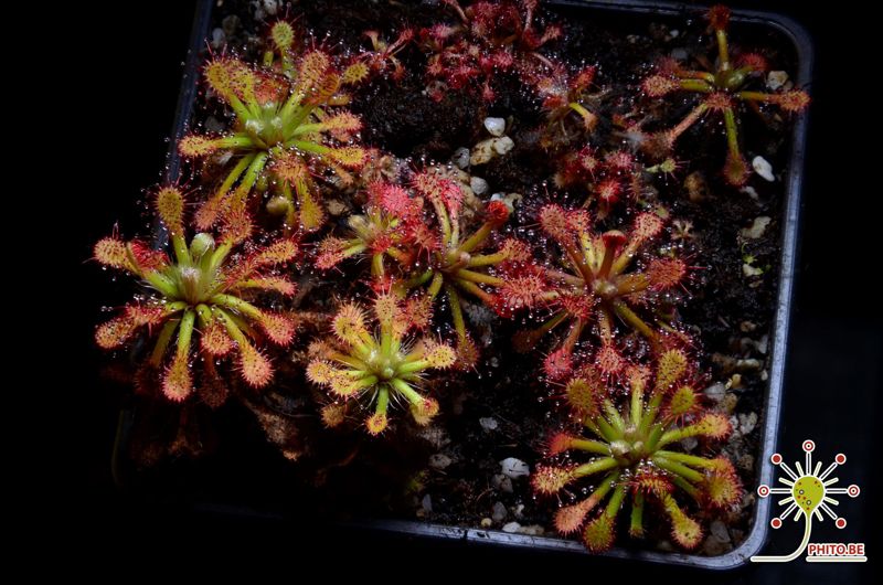 Drosera roraimae