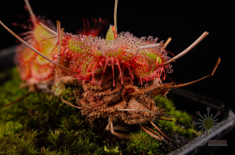 Drosera sessifolia