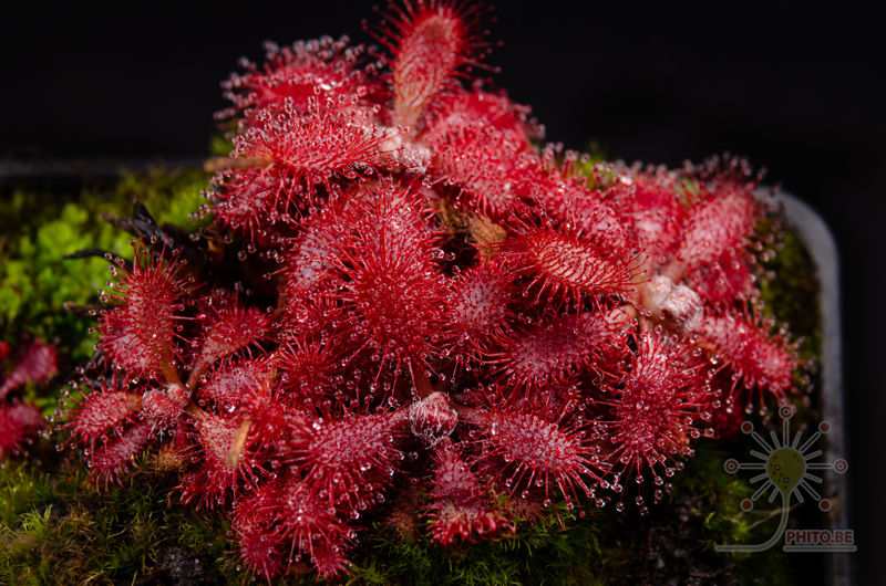 Drosera tomentosa var. tomentosa