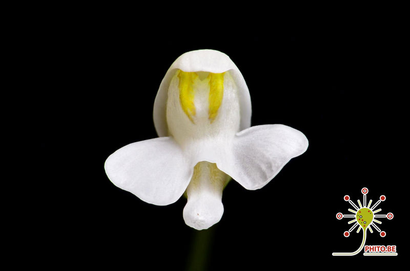 Utricularia nephrophylla “white flower”
