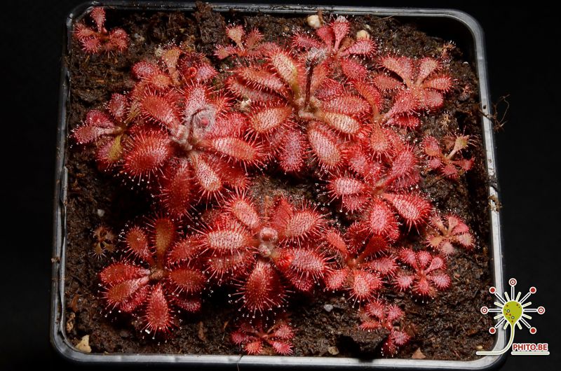 Drosera tomentosa var. tomentosa