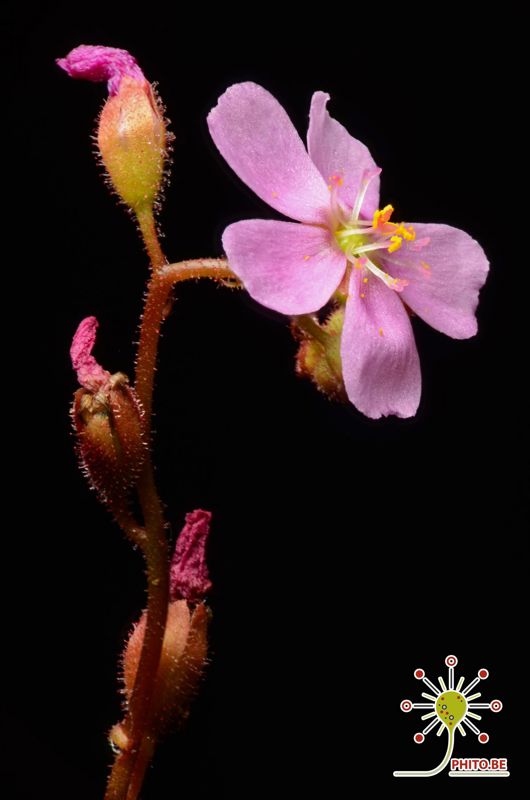 Drosera tomentosa var. glabrata